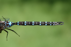 Rhionaeschna dugesi