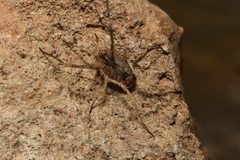 Lacinius horridus