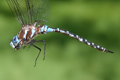 Rhionaeschna dugesi
