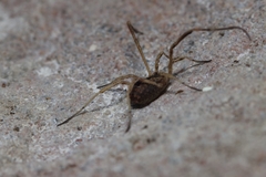 Lacinius horridus