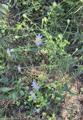 Symphyotrichum anomalum