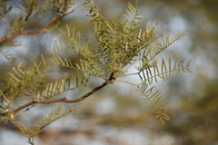 Prosopis glandulosa