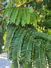 Peltophorum
