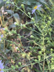 Symphyotrichum anomalum