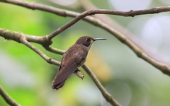 Colibri delphinae