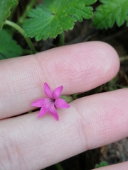 Dianthus deltoides