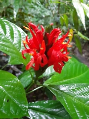 Pachystachys coccinea