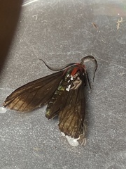 Ctenucha rubroscapus