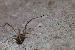 Lacinius horridus