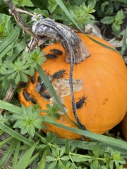 Anasa tristis