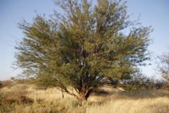 Prosopis glandulosa