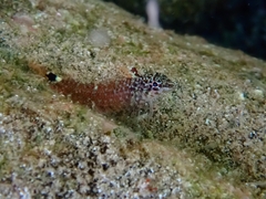 Tripterygion melanurus
