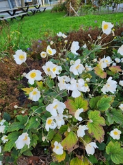 Eriocapitella hupehensis