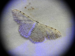 Scopula submutata