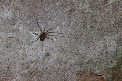 Lacinius horridus
