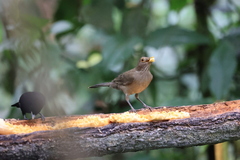Turdus maculirostris