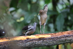 Turdus maculirostris