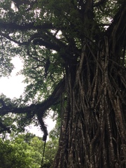 Ficus prolixa