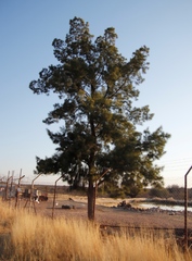 Casuarina cunninghamiana
