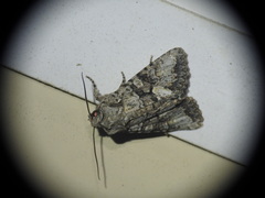 Dryobotodes monochroma