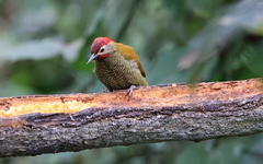 Colaptes rubiginosus