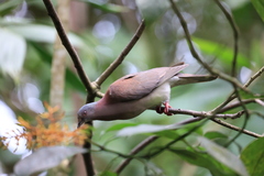 Patagioenas cayennensis