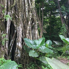 Ficus prolixa