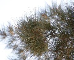 Casuarina cunninghamiana