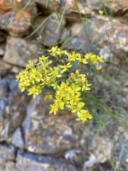 Gutierrezia sarothrae