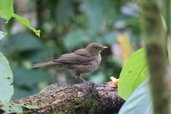 Turdus maculirostris
