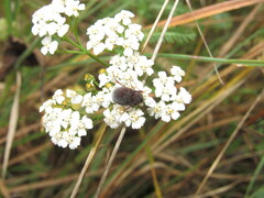 Maladera holosericea