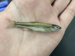 Notropis