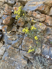 Gutierrezia sarothrae