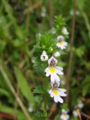 Euphrasia maximowiczii
