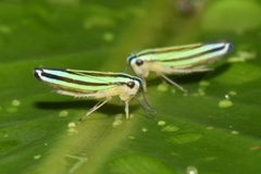 Cicadellinae