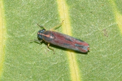 Cicadellinae