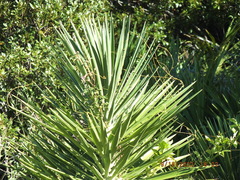 Yucca aloifolia