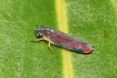 Cicadellinae