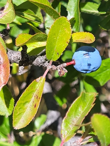 slivka trnková (Prunus spinosa)