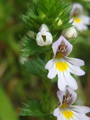 Euphrasia maximowiczii