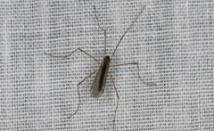 Tricyphona