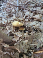 Leccinellum albellum