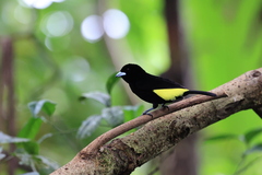 Ramphocelus flammigerus
