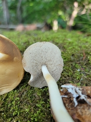 Leccinellum albellum