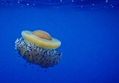 Cotylorhiza tuberculata