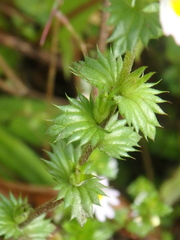 Euphrasia maximowiczii