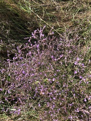 Limonium vulgare