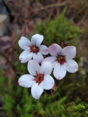 Adenandra