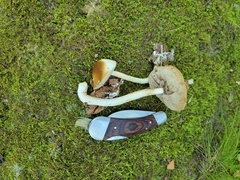 Leccinellum albellum