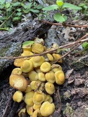 Physalacriaceae